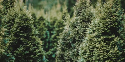 What USFS Should Consider Before Walking Away